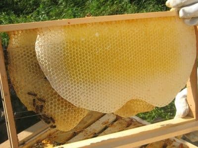 Каждый, кто хочет узнать больше о технике производства мёда и узнать больше об этой промышленности в Украине, приглашается в Музей пчеловодства в Киеве. Здесь можно не только увидеть интересные экспонаты, но и попробовать вкусный мёд.