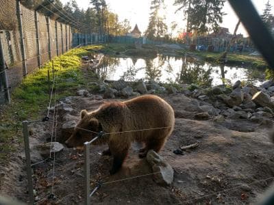 Центр реабилитации медведей в Березовке