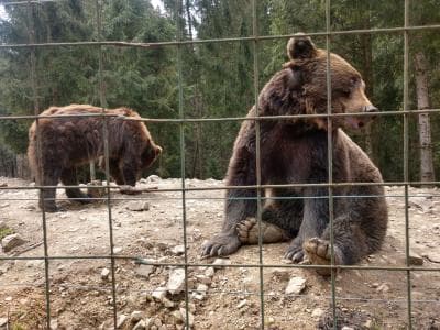 Национальный природный парк «Синевир» не случайно выбран в качестве «площадки» под реабилитационный центр бурового медведя. Природно-климатические условия местности идеально соответствуют потребностям животных.