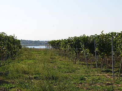 Korus Wine винодельна в Кировоградской области.