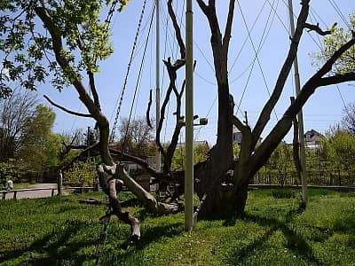 700-летний Запорожский дуб