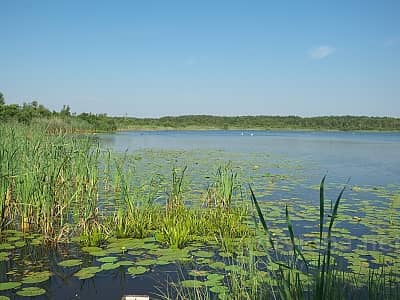 Озеро Луки является естественным карстовым образованием, расположенным в Шацком районе Волынской области